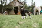 goats-3019